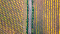 Vineyard in Autumn