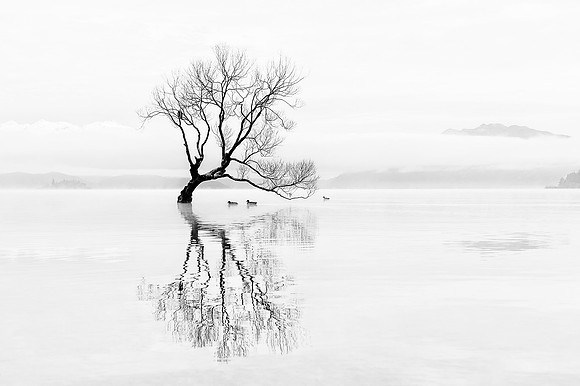 Tree, bird and ducks