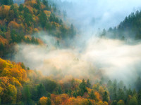 Foggy Forest in Autumn