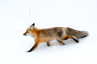 Fox Running on Snow