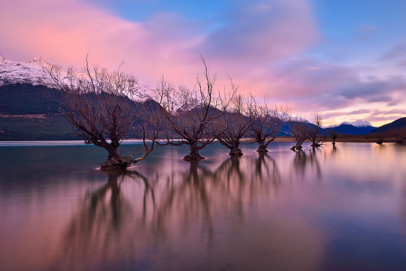 Trees in Glenorchy